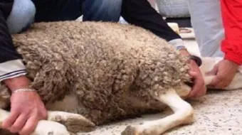 شروط الأضحية