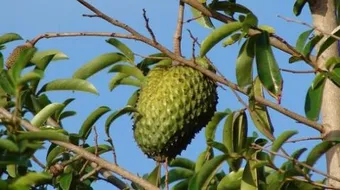 فاكهة القشطة وكيف تؤكل