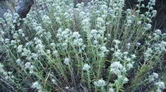 نبات الجعدة