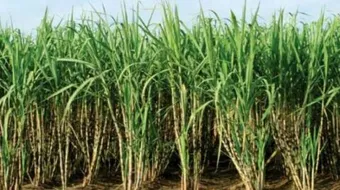 زراعة قصب السكر
