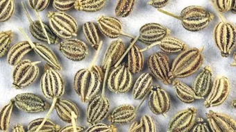 أضرار بذرة الخلة