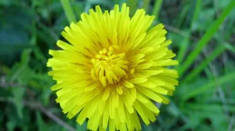 فوائد عشبة الهندباء