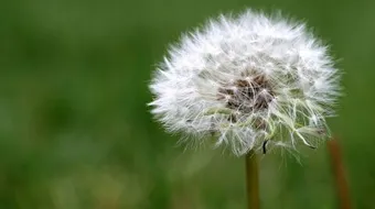 طريقة زراعة الهندباء