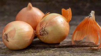 موعد زراعة البصل