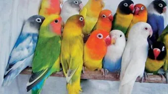 طيور الزينة في العالم