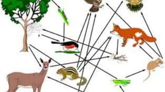 تعريف السلسلة الغذائية