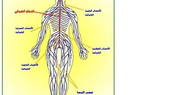 تعريف ومكونات الجهاز العصبي
