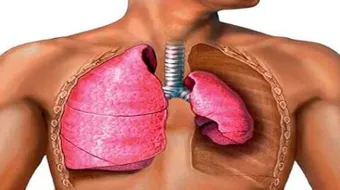 تعريف ومكونات الجهاز التنفسي