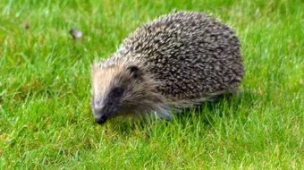 تعريف بحيوان القنفذ