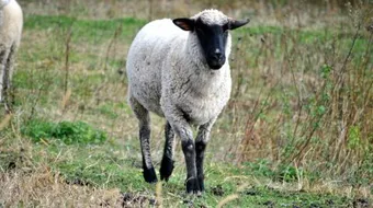 تعريف تدجين الحيوانات