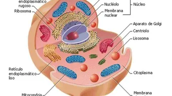 تعريف الخلية