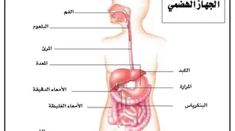 تعريف الجهاز الهضمي