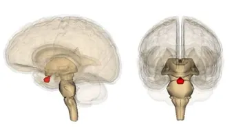 تعريف الغدة النخامية