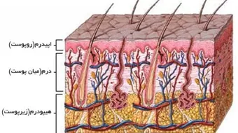 تعريف الجلد