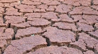 تدهور الغطاء النباتي