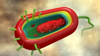 تشخيص مرض الكوليرا