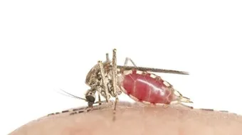 تشخيص الملاريا