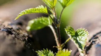 فوائد نبات القريص