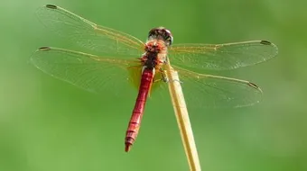 هل للحشرات روح