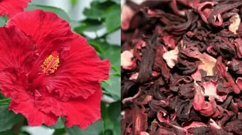 هل الكركديه يخفض الضغط