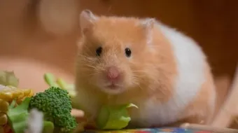 أكل الهامستر