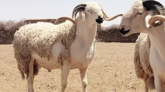 طقوس عيد الأضحى في المغرب