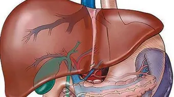 التخلص من دهون الكبد