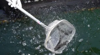 طرق المحافظة على البيئة