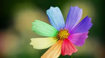 عبارات عن القناعة