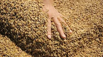 العوامل المؤثرة بتحسس القمح