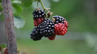 أطعمة التخسيس السريع بدون رجيم