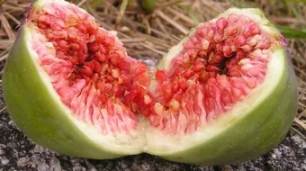 التين لعلاج نقص فيتامين د