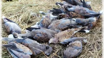 الصيد في السودان