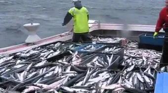 طرق صيد الأسماك