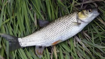 صيد سمك البوري