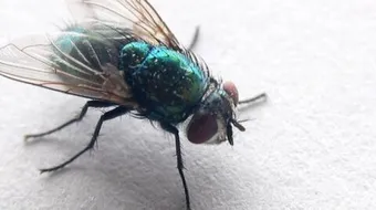 طرق التخلص من الذباب