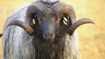 بم فدى الله سيدنا إسماعيل