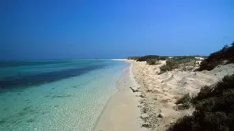 جزيرة فرسان في السعودية