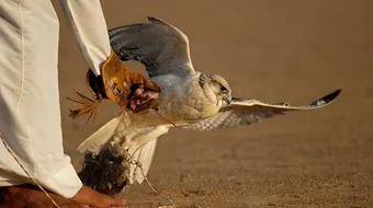 صيد الصقور الحرة