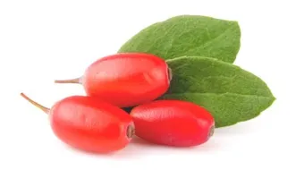 ثمرة الغوجي بيري