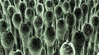 الفطريات في الجسم