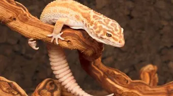 ابو بريص في الحلم