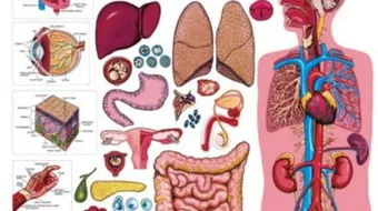 معلومات عامة عن جسم الإنسان