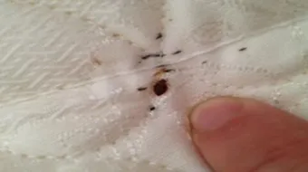 التخلص من حشرات الفراش