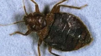 التخلص من حشرة البق