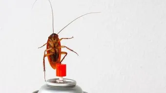 التخلص من الصراصير نهائياً