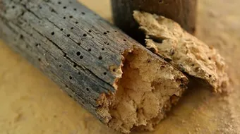 التخلص من سوس الخشب