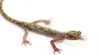 التخلص من أبو بريص