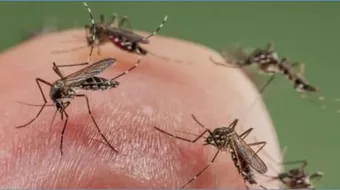 التخلص من الناموس في المنزل