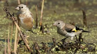 طرق صيد الحسون